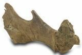 Fossil Hadrosaur (Edmontosaurus) Jugal Bone - Wyoming #377988-1